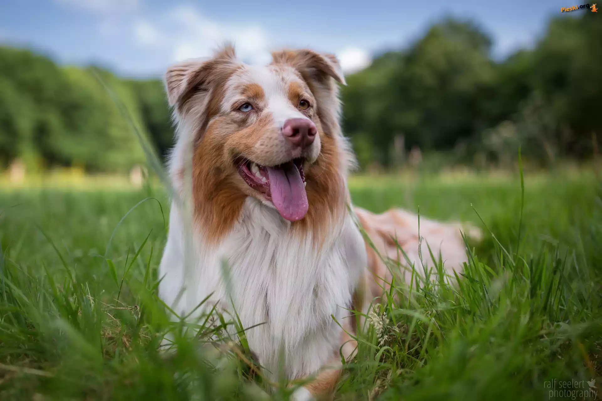 Border collie, Pies, Leżący, Trawa